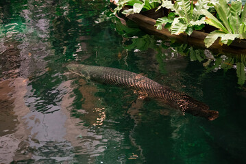 Arapaima or pirarucu
