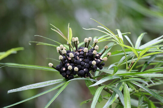 Flowers on a osmoxylon lineare plant in a garden