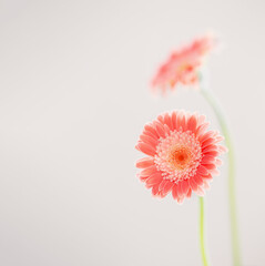 pink gerber flowers background close up