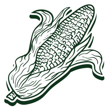 fresh corn fruit single vector illustration