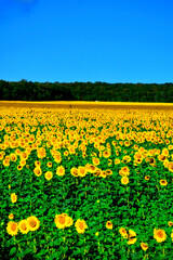 Beautiful panorama of a field with sunflowers.Landscape with yellow flowers, clouds on a blue sky background. a bright sunny day formed on a natural background.For the manufacture of oil.	