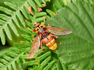 Giant Flower Flies. Hover Flies. Family Syrphidae. Milesia crabroniformis 