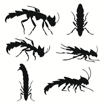 Earwig silhouettes and icons. Black flat color simple elegant Earwig animal vector and illustration.