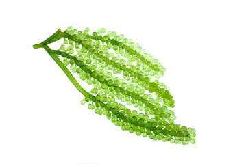 Sea grapes, green caviar isolated on white background