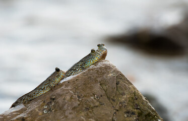 Blue spotted mudskipper fish (Boleophthalmus boddarti)