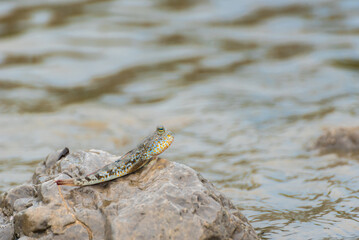 Blue spotted mudskipper fish (Boleophthalmus boddarti)