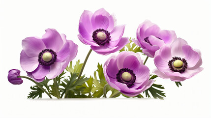 purple anemone buttercup flowers isolated on white