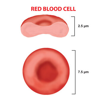 Red blood cell illustration