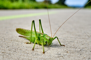 Grasshopper on the green starting track