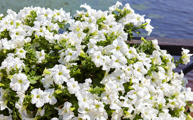 Petunia, White Petunias in the pot. Lush blooming colorful common garden petunias in city park. Family name Solanaceae, Scientific name Petunia
