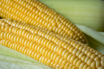 Fresh corn on rustic white wooden table, closeup