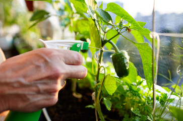 Pepper grows in a greenhouse. Men's hands hold spray bottle and watering the green peppers plant
