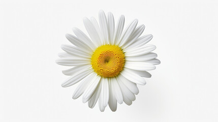 daisy flower isolated on white