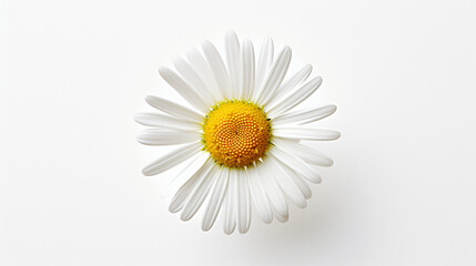 Fototapeta na wymiar daisy on a white