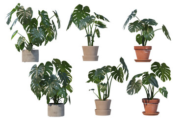 Potted ornamental plants on transparent background