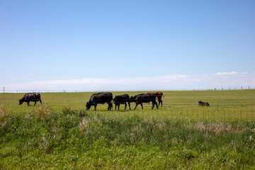 USA Texas, black angus cow herd in countryside, cattle in grazing, green field with fence, blue sky.
