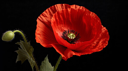 poppy on black