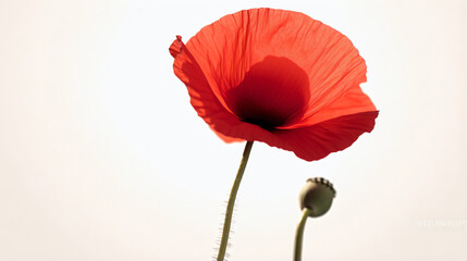 red poppy flower