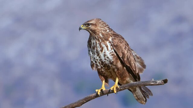 Bird Common Buzzard (Buteo buteo) perched on a branch and screaming. Video with audio.