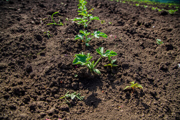 young watermelon seedlings growing on the vegetable bed