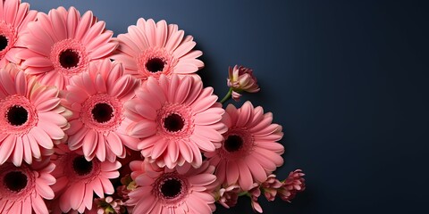 pink gerbera flower with navy blue background