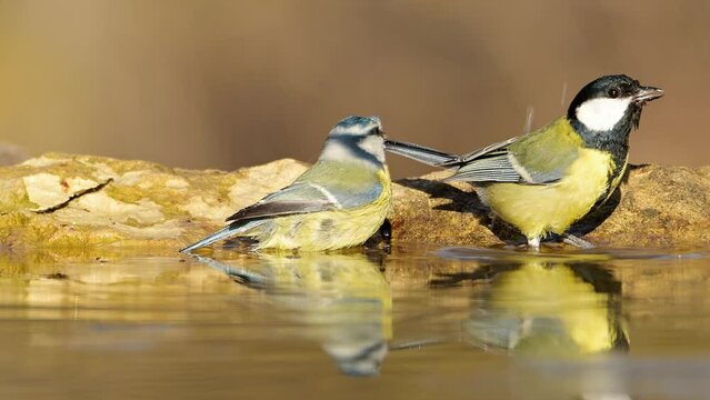 Birds bathing in a pond with beautiful reflection.Eurasian blue tit (Cyanistes caeruleus) and Great tit (Parus major)in water edge at beautiful light.