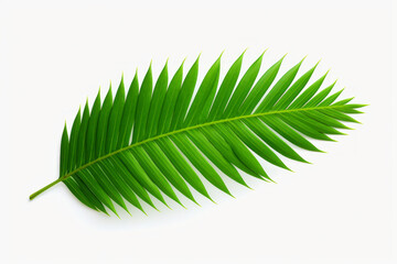 Obraz premium Exquisite Palm Leaf Isolated on White Background