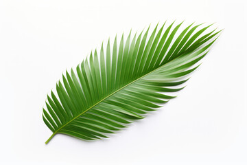 Exquisite Palm Leaf Isolated on White Background