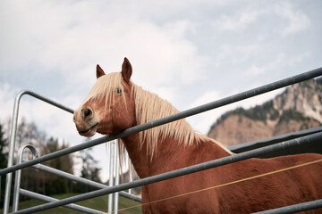 Portrait of a Palomino horse. A male horse with a blonde mane. The Haflinger is a breed of horse...
