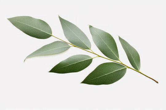 Fresh and Vibrant Eucalyptus Leaf on a Clean White Background © bomoge.pl