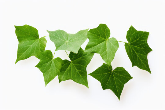 Ivy Leaf Images – Browse 222,295 Stock Photos, Vectors, and Video