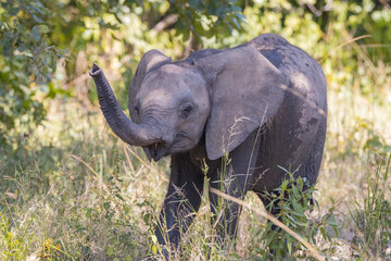 Baby elephant waving trunk at tourists in natural African bush land habitat