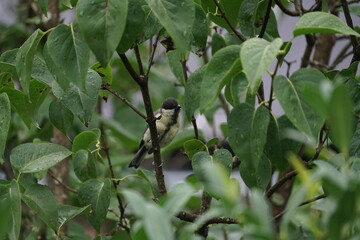 Adulte Meise bei der Suche nach Nahrung, Parus major