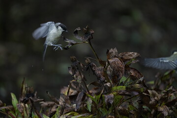 Junge Meise bei der Suche nach Nahrung, Parus major