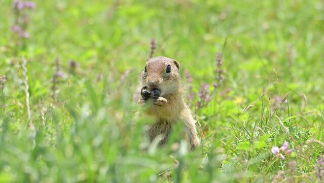 European Ground Squirrel animal eating blueberry on a sunny green meadow.
