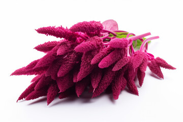 Vibrant Amaranth Seeds on a Clean White Background