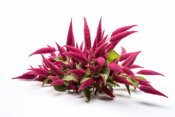 Obraz premium Vibrant Amaranth Seeds on a Clean White Background