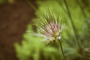 Withered pasqueflower looking like a fluffy ball