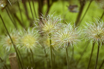 Withered pasqueflower looking like a fluffy ball