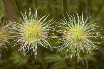 Withered pasqueflower looking like a fluffy ball
