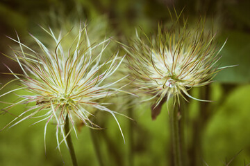 Withered pasqueflower looking like a fluffy ball