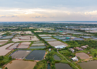 Salt extraction using the traditional method of dividing rice fields in southern Vietnam