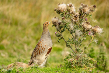 Grey partridge, also known as the English Partridge, reaching up to peck at thistle seeds on managed moorland in the Yorkshire Dales. Scientific name: Perdix perdix.  Horizontal.  Copy space