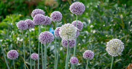 Obraz premium onion flower in the garden. Selective focus.