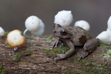 brown frog sitting on a lichen-covered branch Costa Rica rainforest