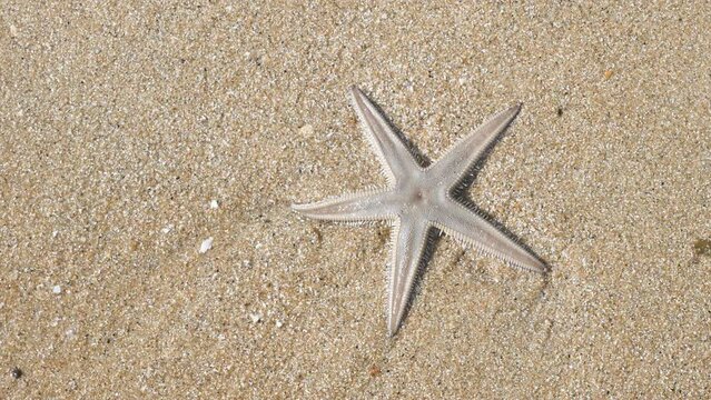 Image of beautiful sea Starfish and white sandy beach video