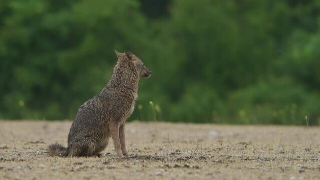 Golden jackal animal (Canis aureus) looking around near woodland area.