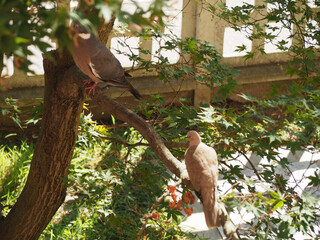 eurasian collared dove and wood pigeon birds on a wire