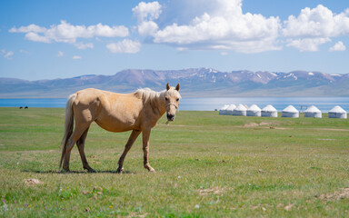 Fantasy on the theme of life in Central Asia. Nomads life, a horse grazes, yurt. Song Kul - high...