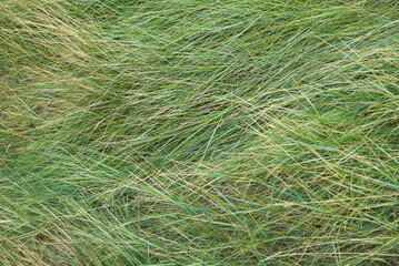 Dinard - Herbes couchées